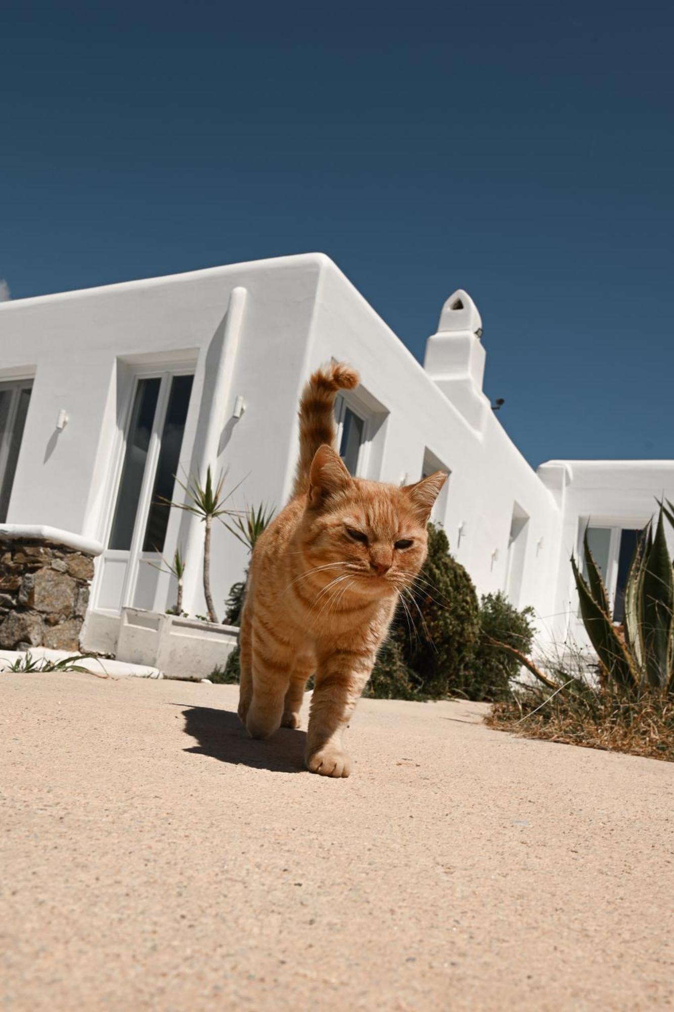 Aparthotel Mykonos Pantheon Playa Playa Kalo Livadi Exterior foto